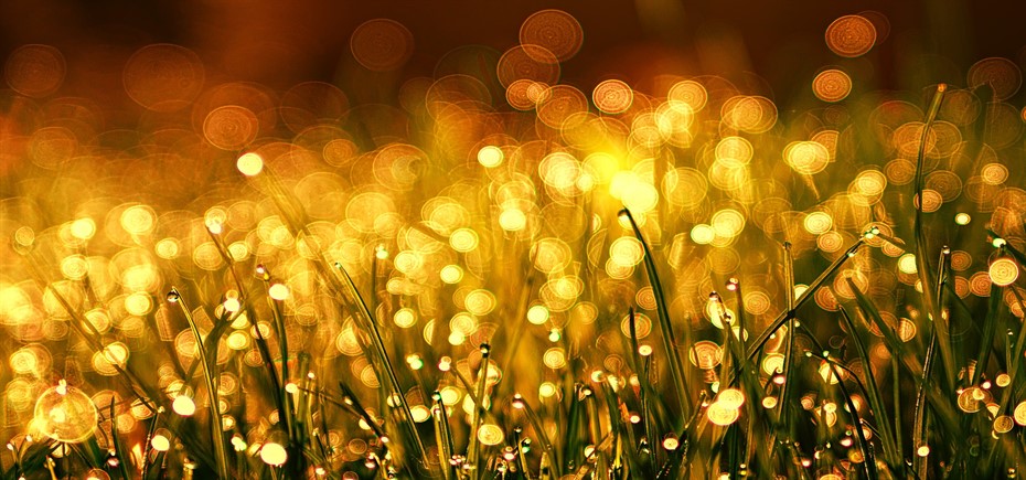 Golden Rule grass-3375344_1920_930x435