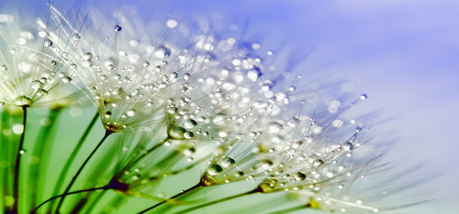 Relief dandelion-843587_1920_930x435